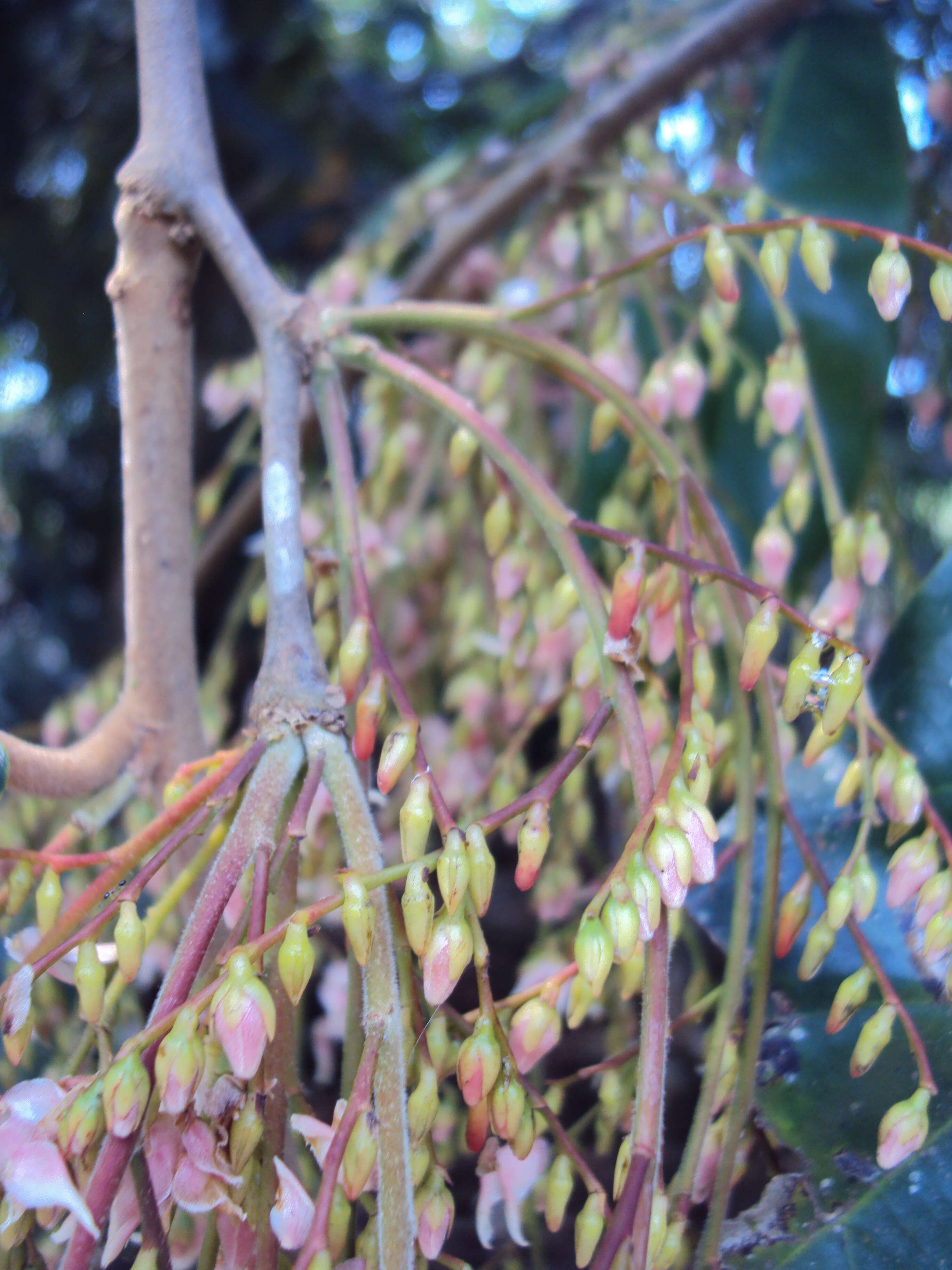 Image of Hopea ponga (Dennst.) D. J. Mabberley