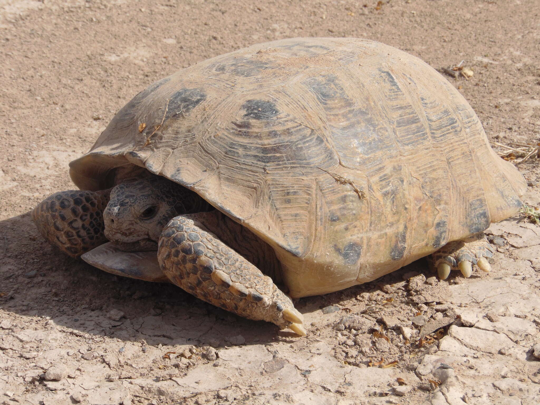 Слика од Gopherus flavomarginatus Legler 1959