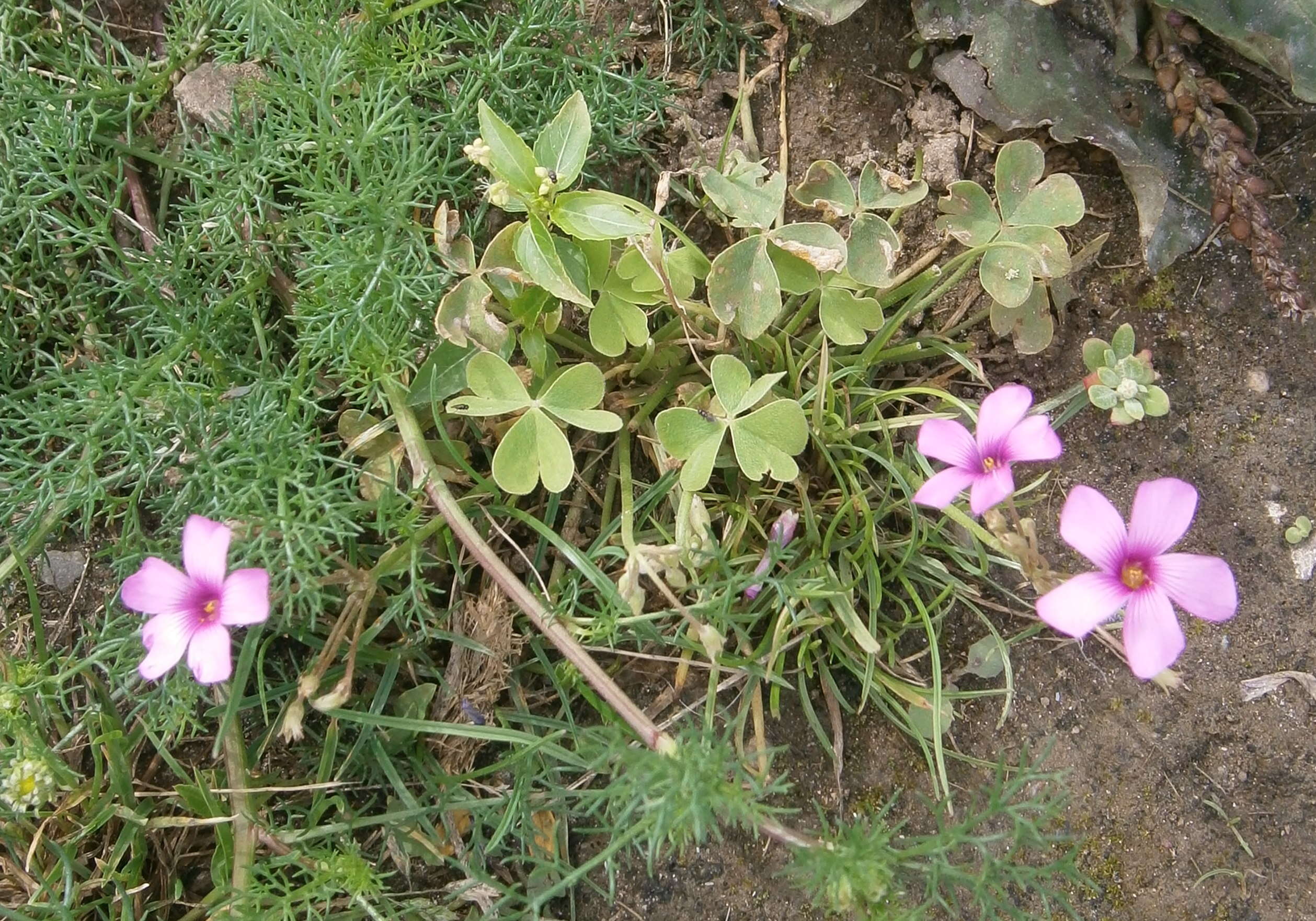 Image of Pink Sorrel