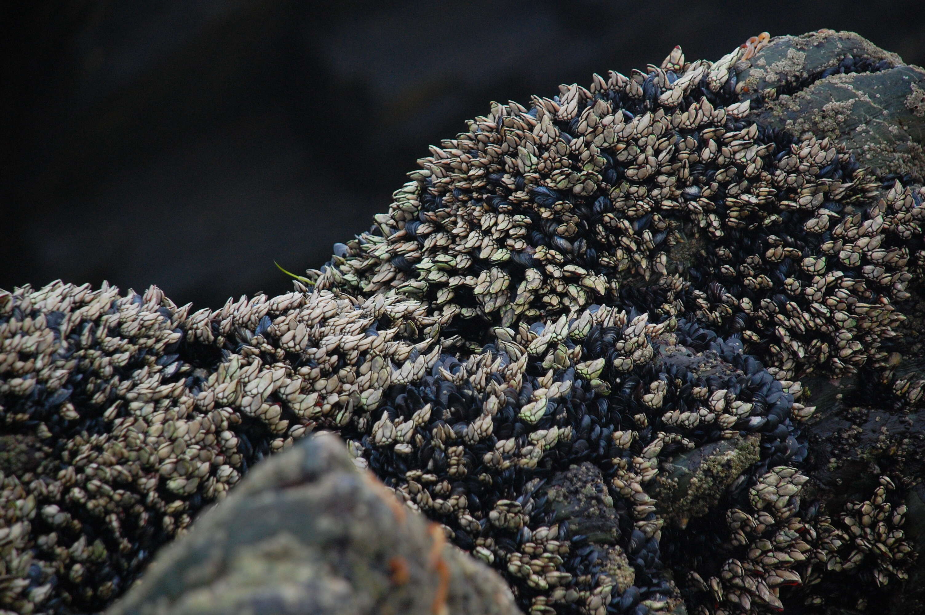 Image of goose neck barnacle