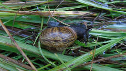 Image of Copse Snail