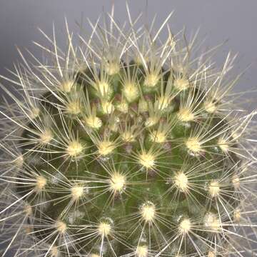 Image of Cactus