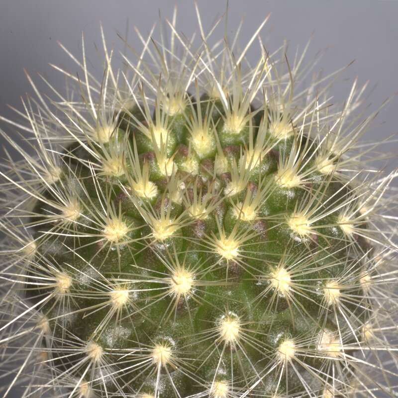 Image of Cactus