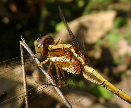 Image of blue marsh hawk