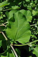 Image of common burdock