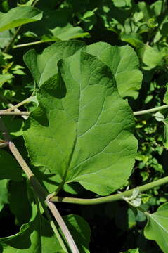 Image of common burdock