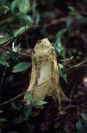 Image of Bridal veil stinkhorn