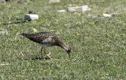 Image of Ruff