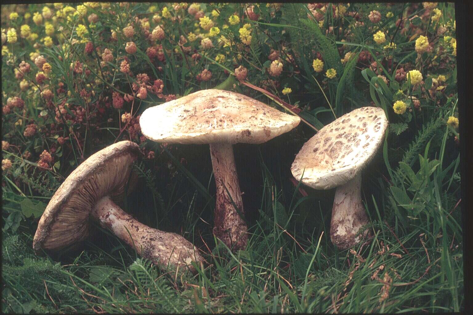 Image of Amanita strobiliformis (Paulet ex Vittad.) Bertill. 1866