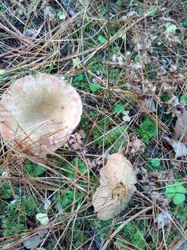 Image of Red Pine Mushroom