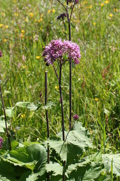 Image of Hedge-leaved Adenostyle