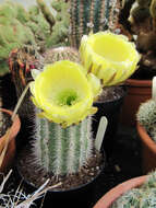 صورة Echinopsis haematantha (Speg.) D. R. Hunt