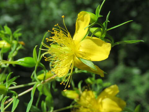 Image of Hypericum oblongifolium Choisy