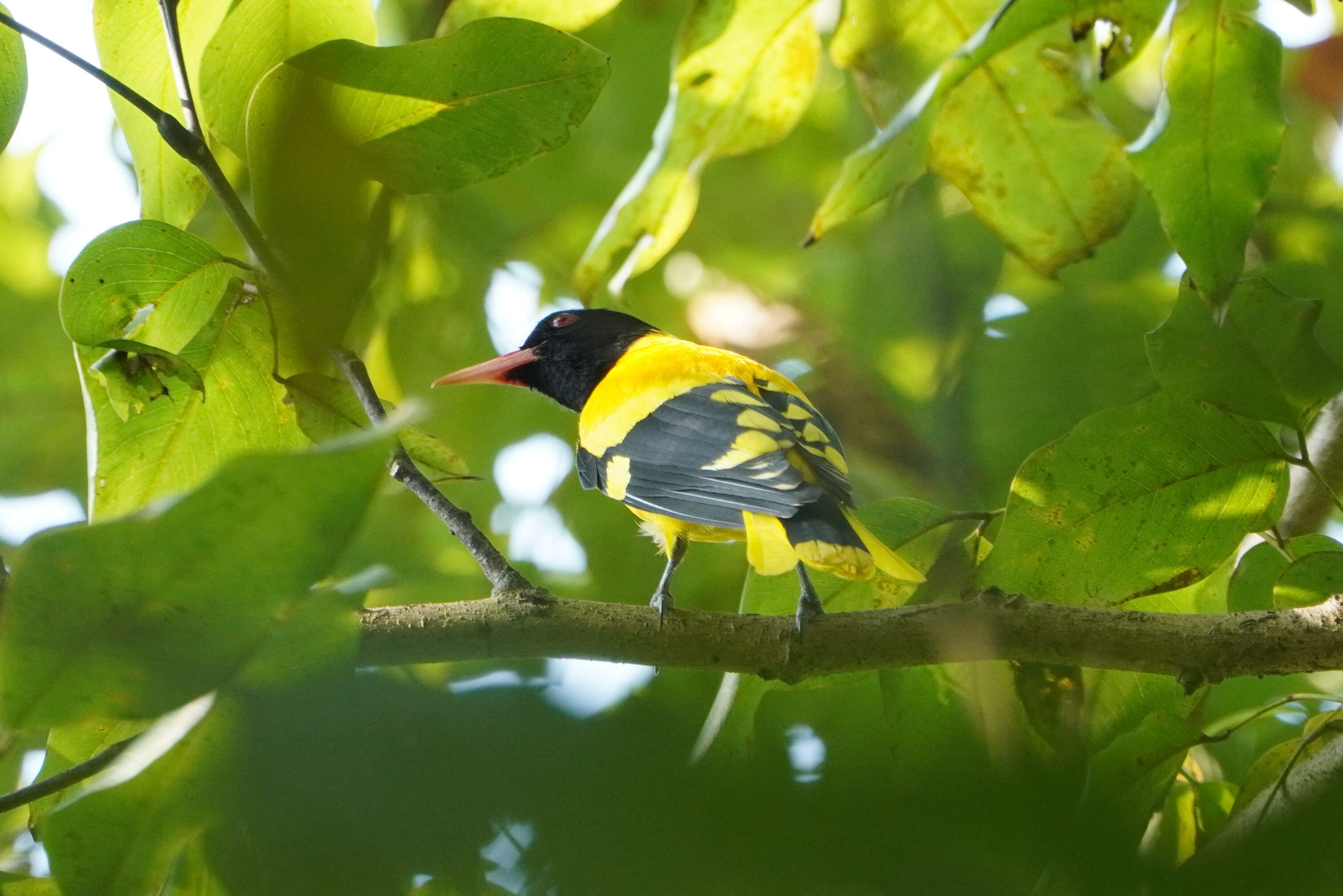 Image of Black-hooded Oriole