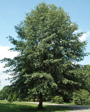 Image of Red Oak