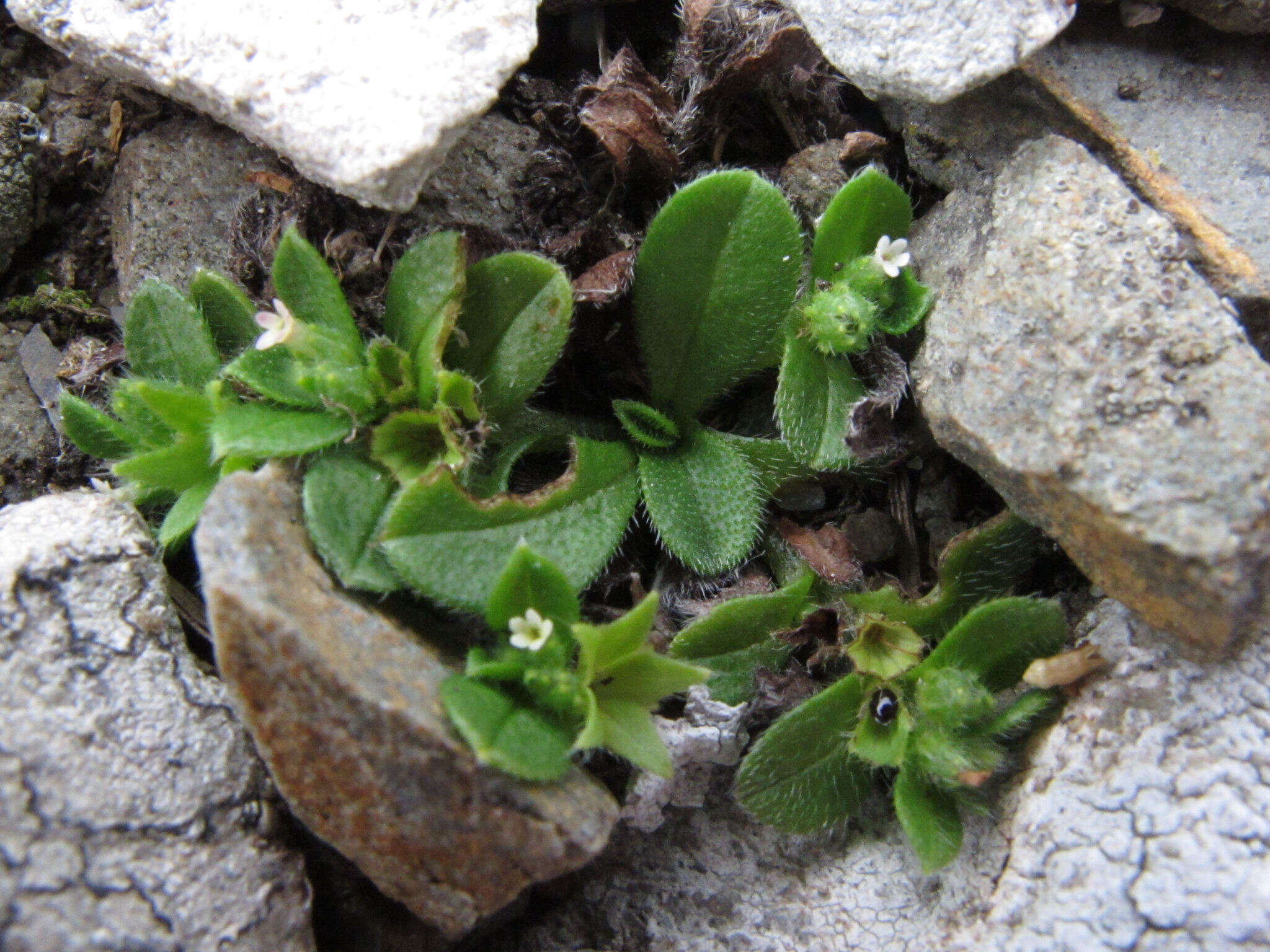 Image of Myosotis antarctica Hook. fil.