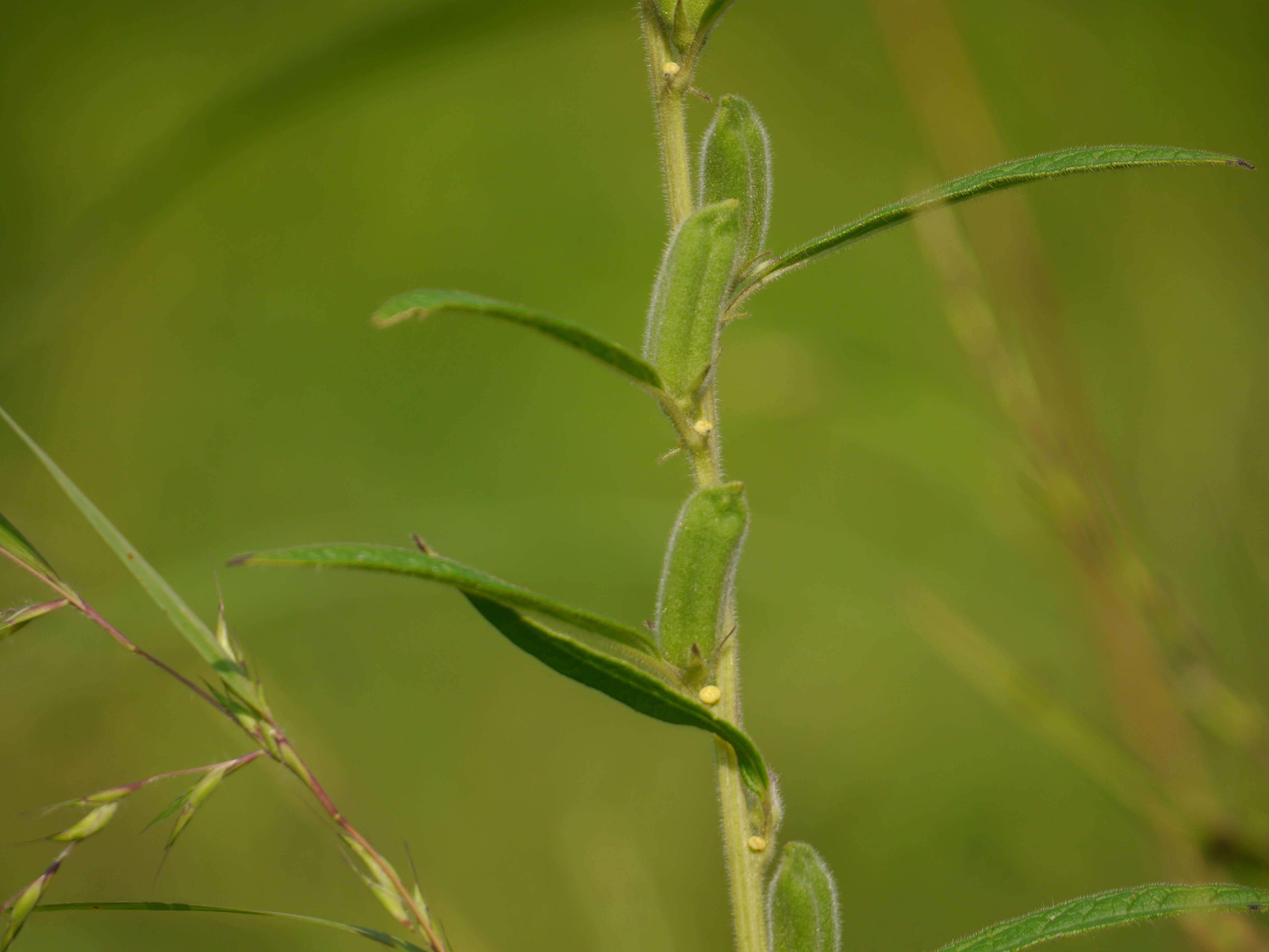 Image of sesame