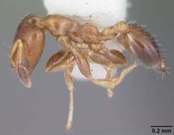 Image of Xenomyrmex floridanus Emery 1895