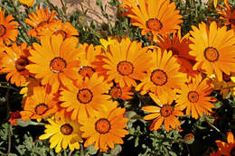 Image of glandular Cape marigold