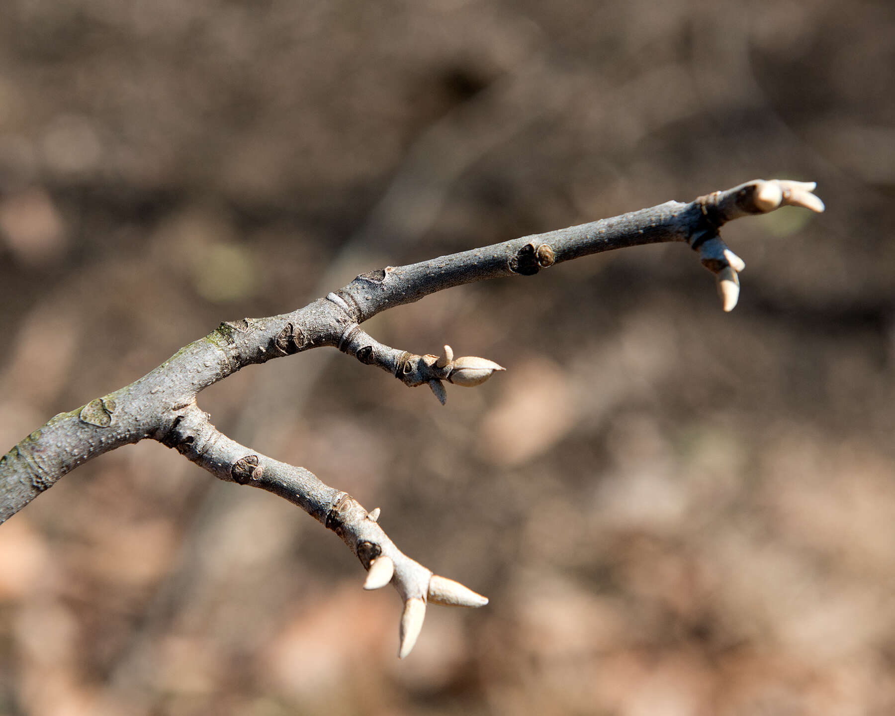 Image of nutmeg hickory