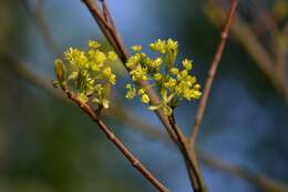 Image of Norway Maple