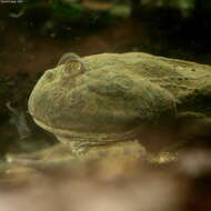 Image of Budgett's frog
