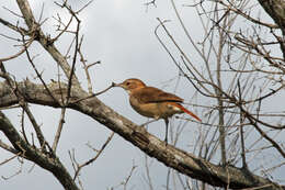 Image of Rufous Hornero