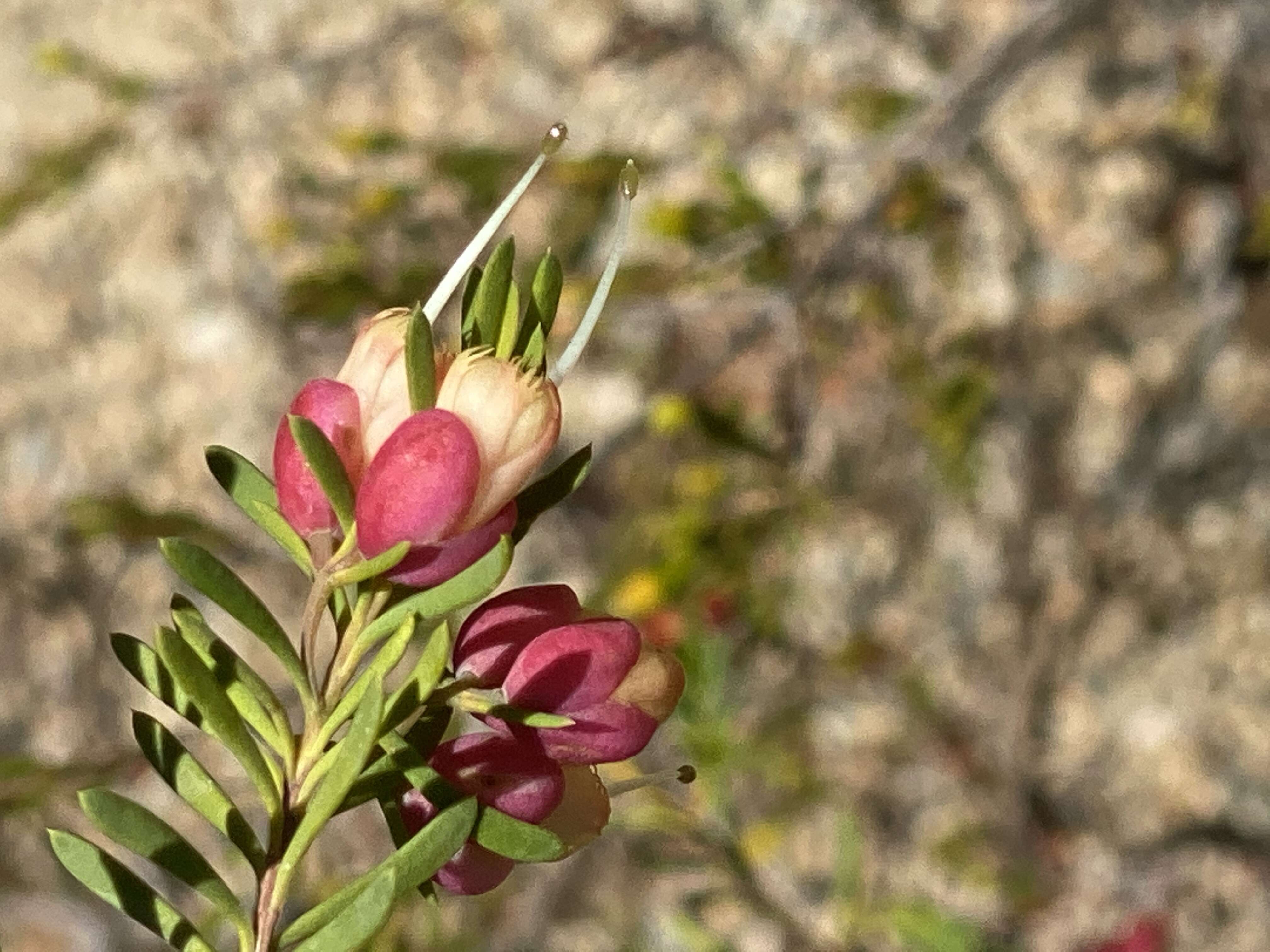 Homoranthus porteri (C. White) L. A. Craven & S. R. Jones的圖片