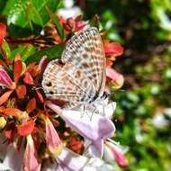 Image of Leptotes