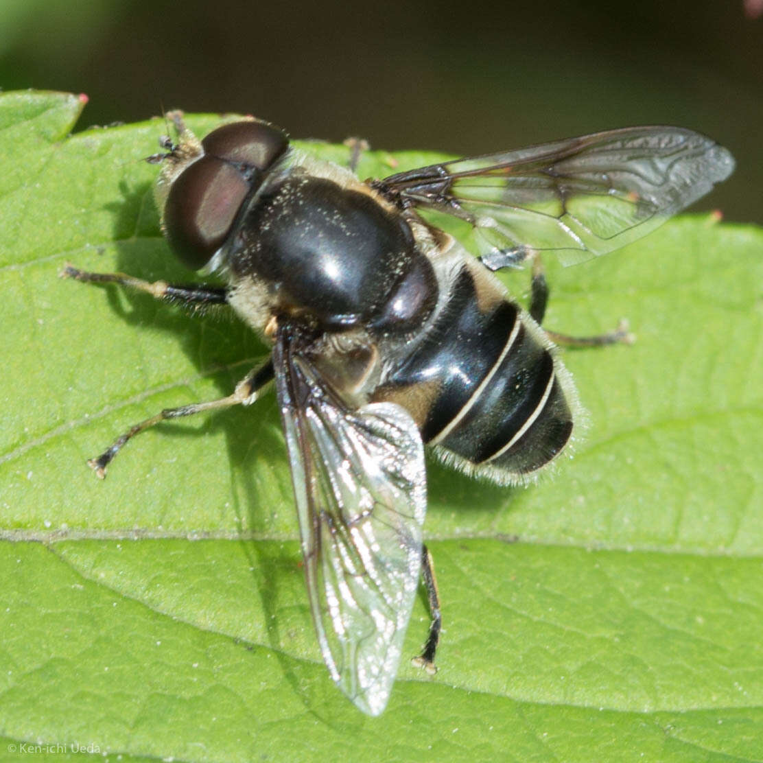 Image of Eristalis saxorum Wiedemann 1830