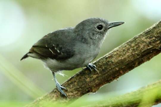 Image of Leaden Antwren