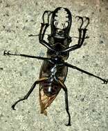 Image of Lucanus maculifemoratus Motschulsky 1861