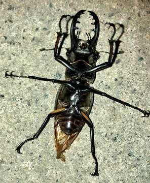 صورة Lucanus maculifemoratus Motschulsky 1861