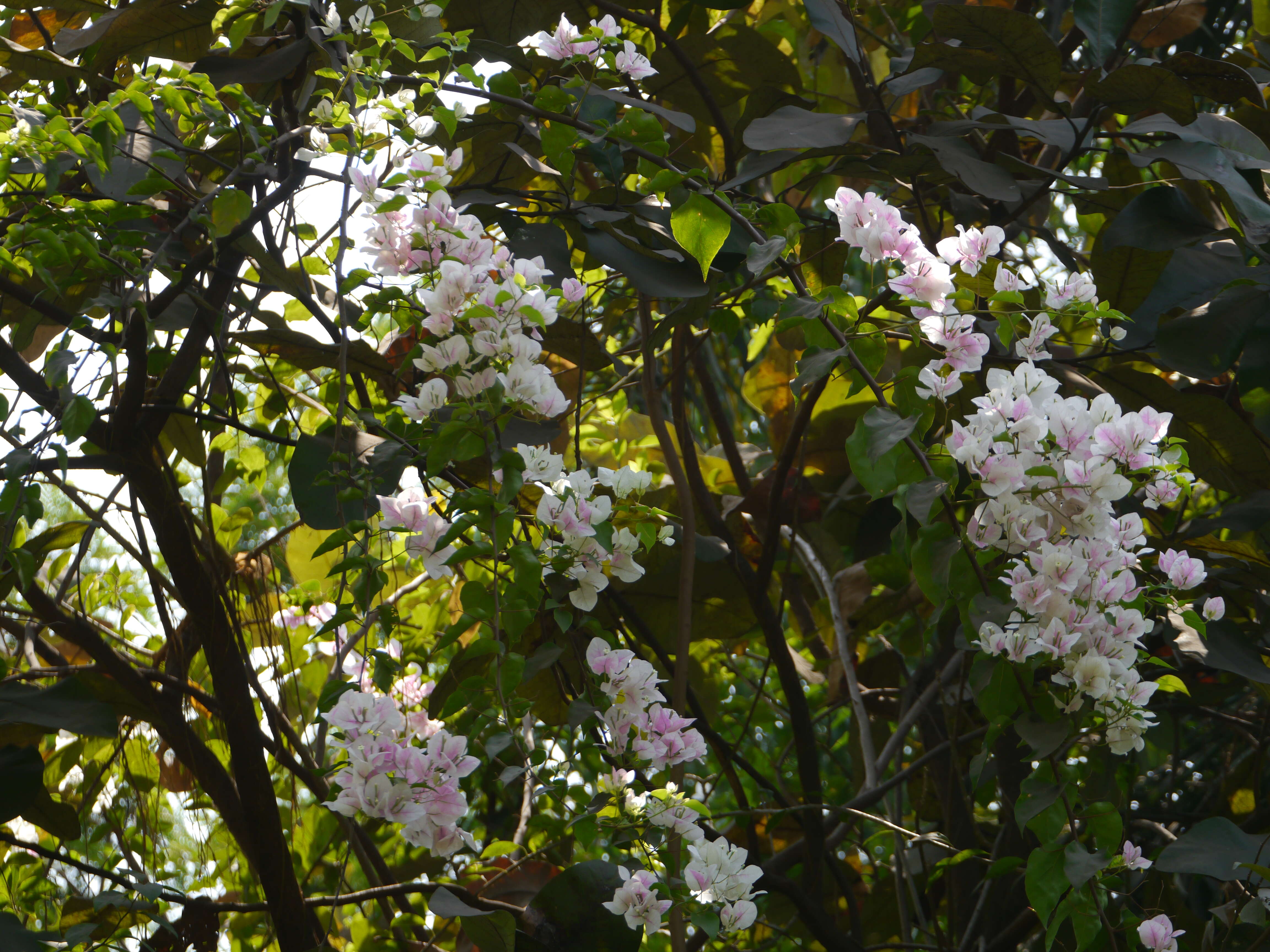 Image of paperflower