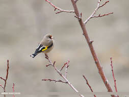 Image of European Goldfinch