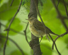 Image of Common Chiffchaff