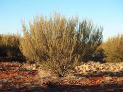 Image of Acacia ramulosa W. Fitzg.