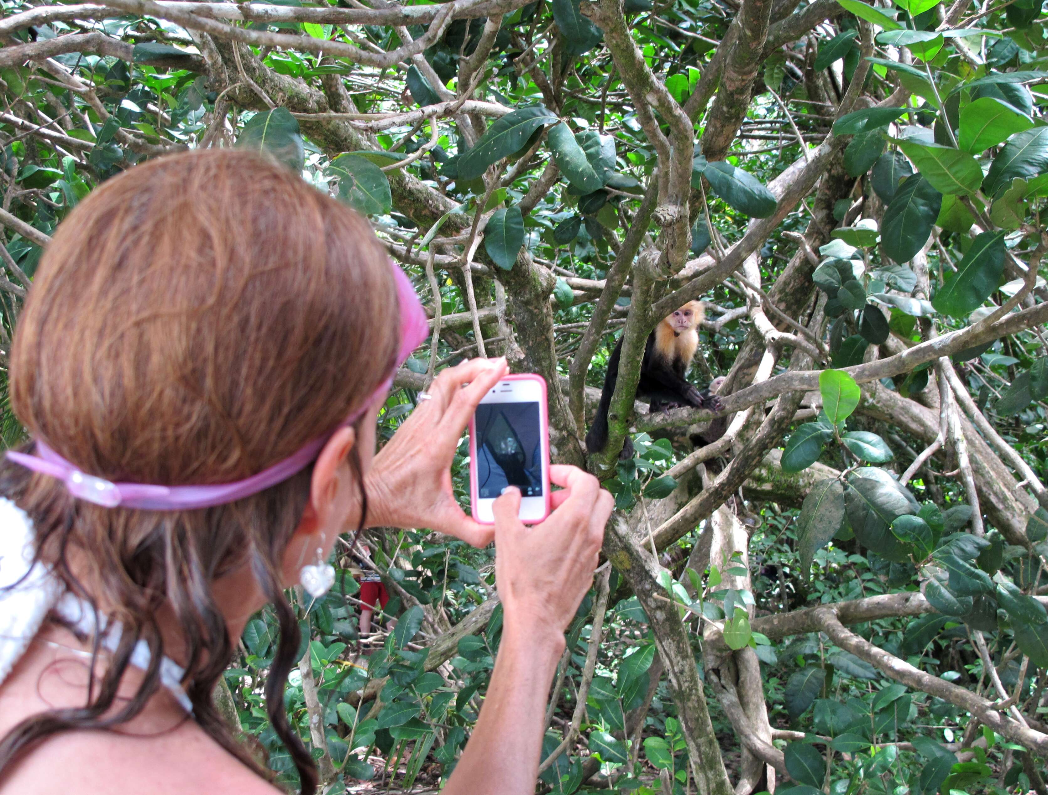 Image of Panama capuchin monkey