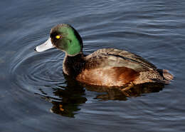 Image of New Zealand Scaup