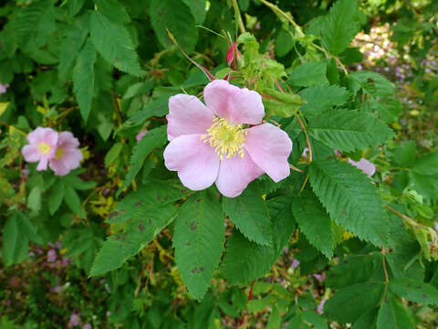 Image of alpine rose