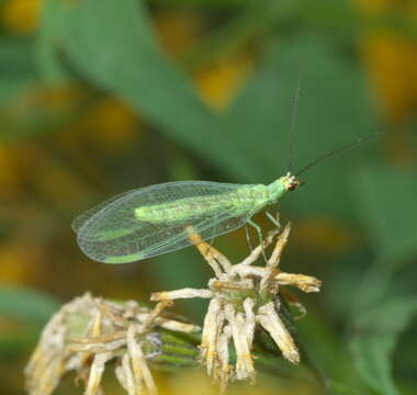 Image of Eremochrysa