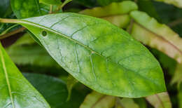 Image of Griselinia littoralis (Raoul) Raoul