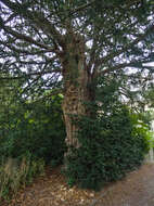 Image of English yew