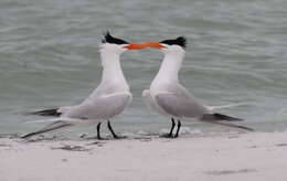 Image of Royal Tern