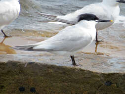 Image of Sandwich Tern