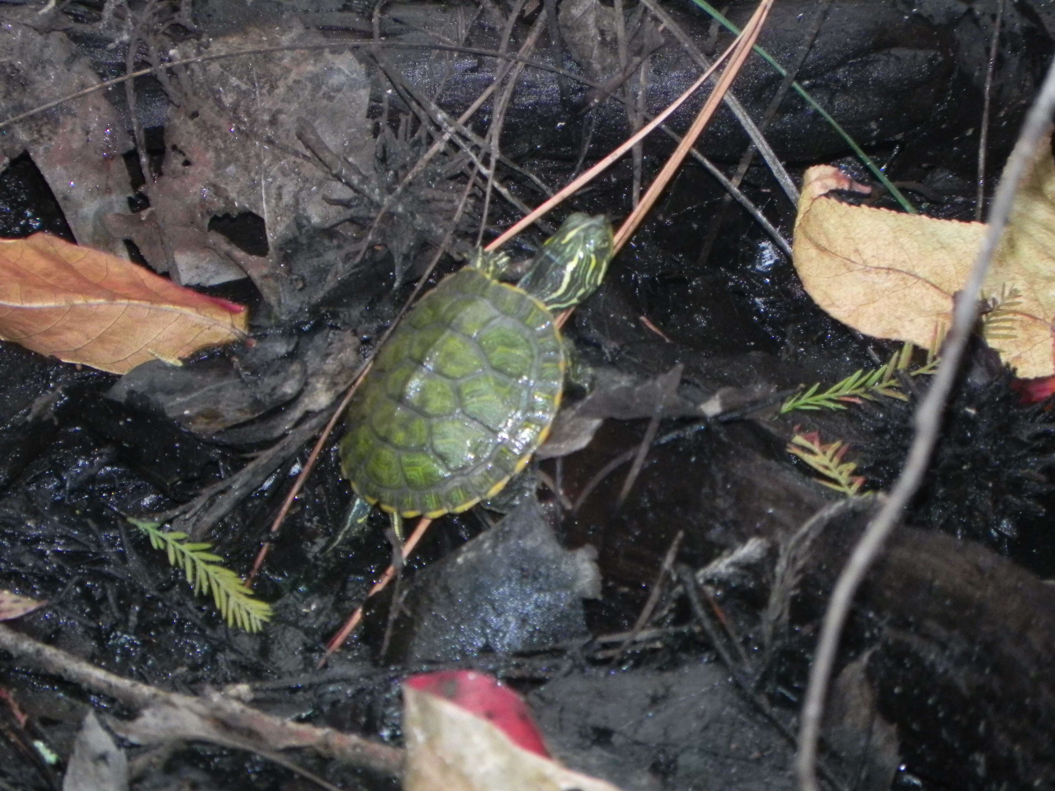 Image of slider turtle, red-eared terrapin, red-eared slider