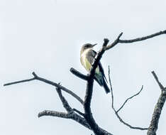 Image of Olive-Sided Flycatcher