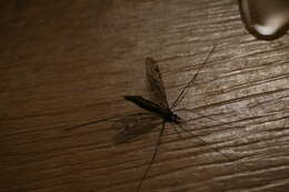 Image of Cranefly