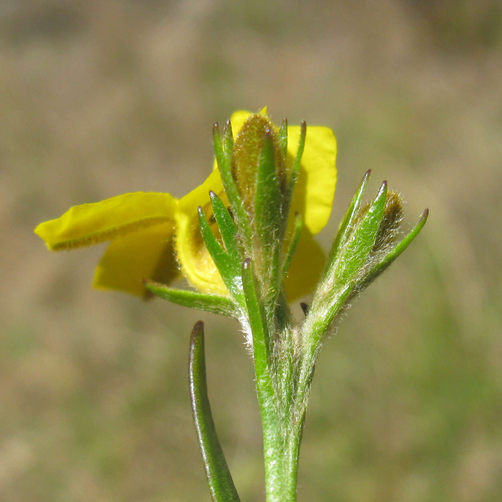 Image of Goodenia stelligera R. Br.