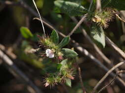 Image of Blepharis maderaspatensis (L.) Heyne ex Roth